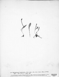 Ophioglossum lusitanicum image